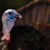 The Hamptons Belong To The Wild Turkeys Now